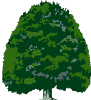Tree.gif (4108 bytes)